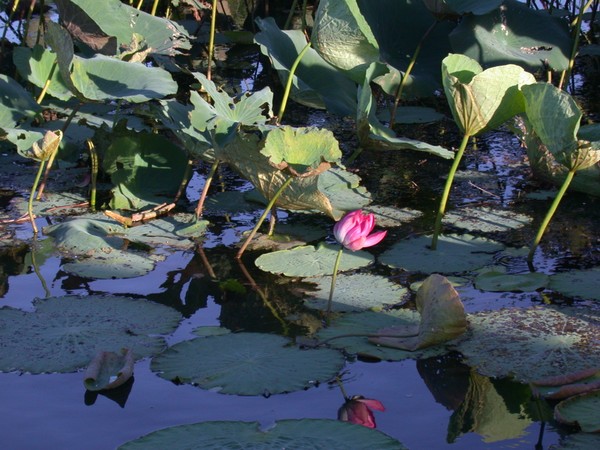 Water Lillies (Yellow Waters Billabong)